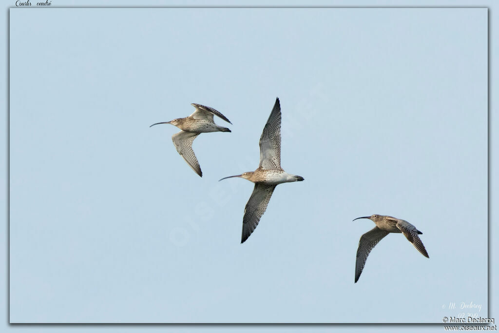 Eurasian Curlew