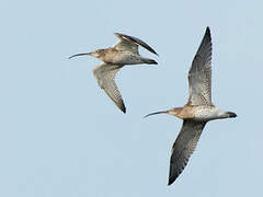 Eurasian Curlew