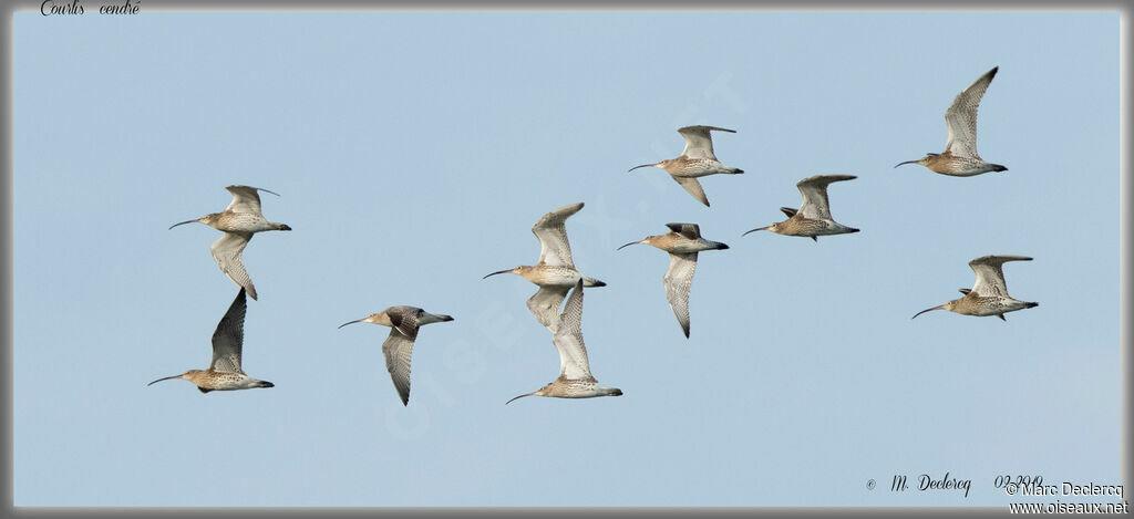 Eurasian Curlew