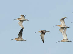 Eurasian Curlew