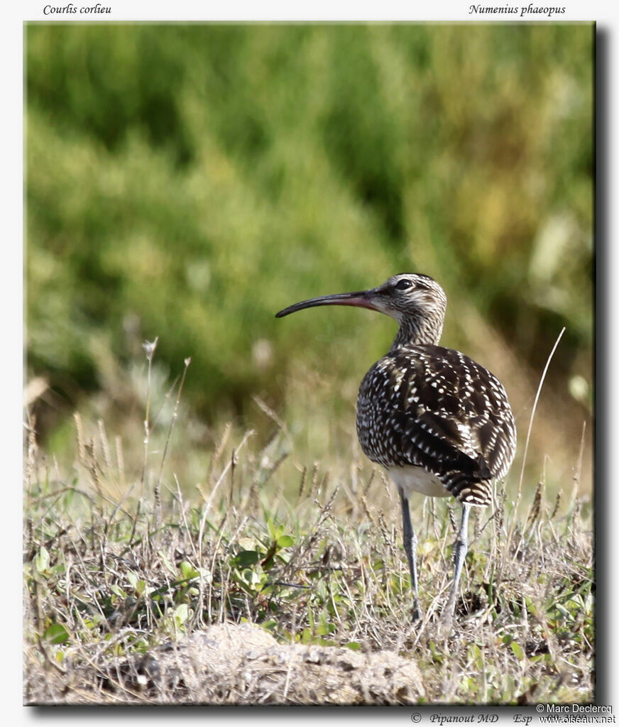 Whimbrel, identification