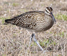 Eurasian Whimbrel