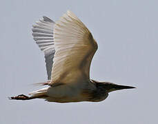 Squacco Heron