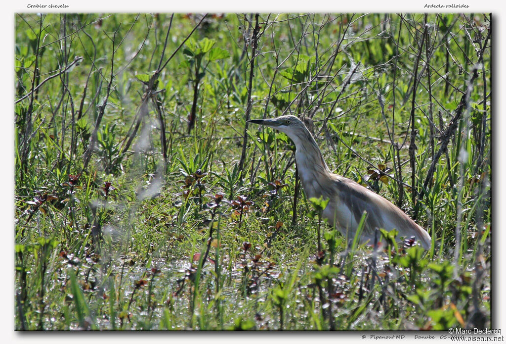 Crabier chevelu, identification