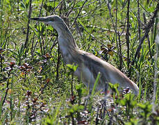 Squacco Heron