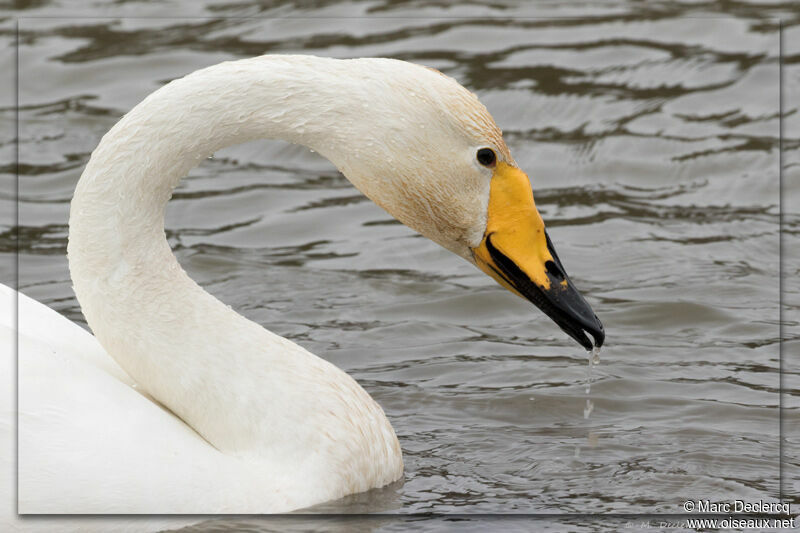 Cygne chanteur