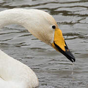 Whooper Swan