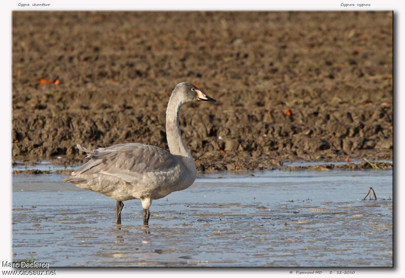 Cygne chanteur1ère année, identification