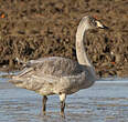 Cygne chanteur