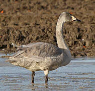 Whooper Swan