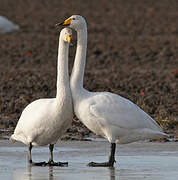 Whooper Swan