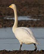 Whooper Swan