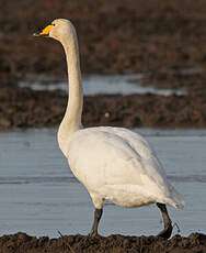 Cygne chanteur