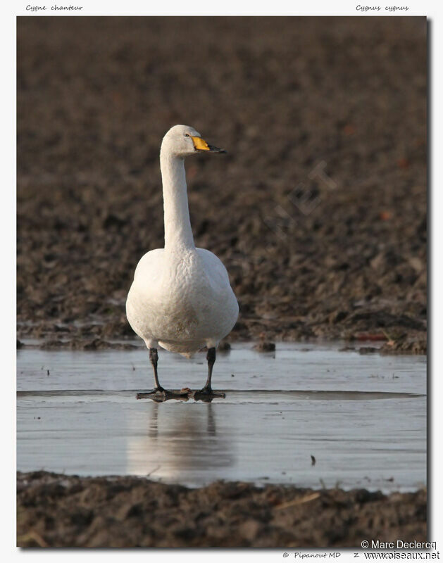 Cygne chanteur, identification