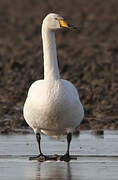 Whooper Swan