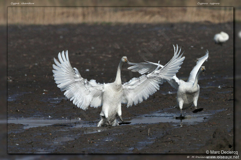 Cygne chanteur, identification