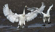 Cygne chanteur