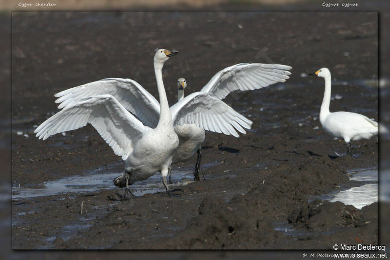 Whooper Swan, identification