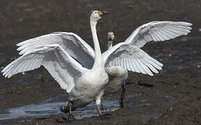 Whooper Swan