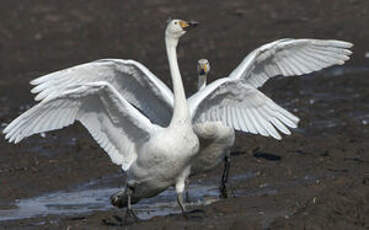 Cygne chanteur