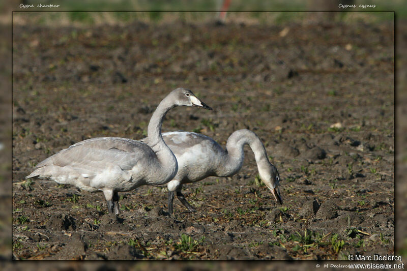 Whooper Swanjuvenile, identification