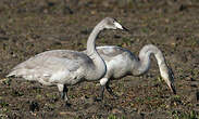 Cygne chanteur