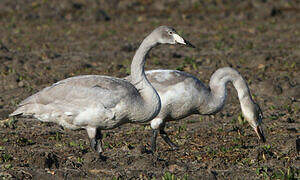 Whooper Swan