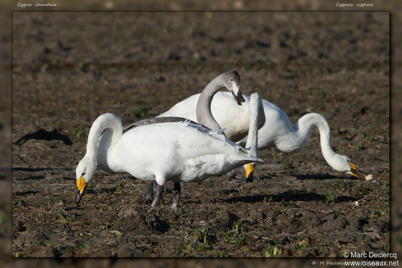 Cygne chanteur, identification