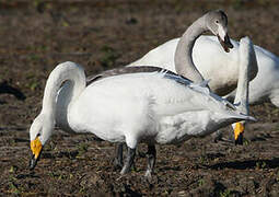 Whooper Swan