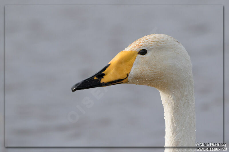 Cygne chanteur