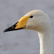 Cygne chanteur