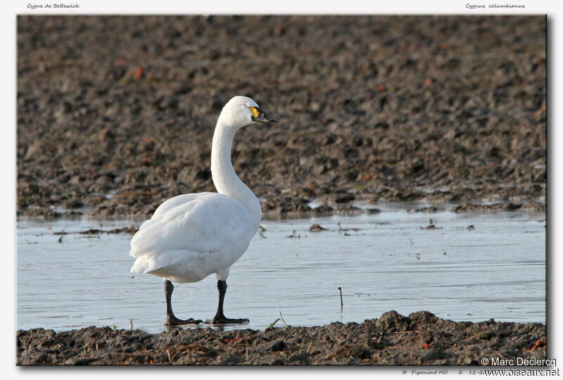 Tundra Swanadult, identification