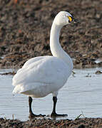 Cygne de Bewick