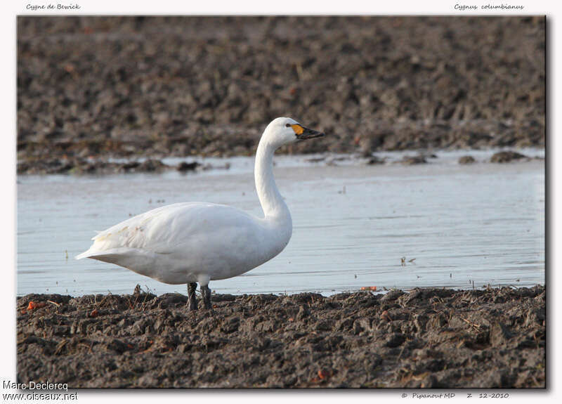 Tundra Swanadult, habitat