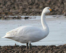 Tundra Swan