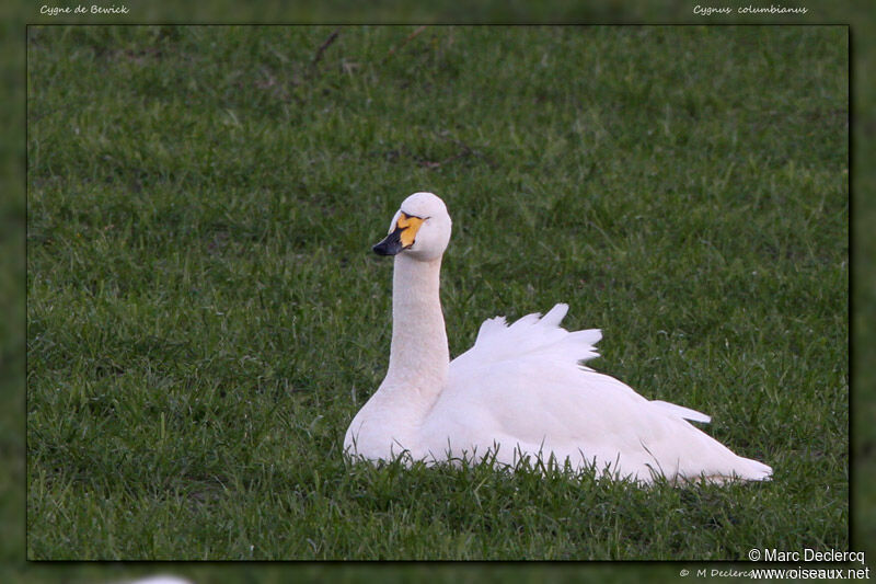 Cygne de Bewick, identification