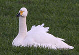 Cygne de Bewick