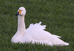 Tundra Swan