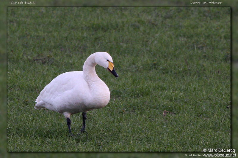 Tundra Swanadult, identification