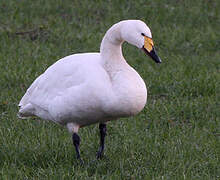 Tundra Swan