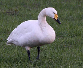 Cygne de Bewick