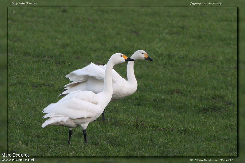 Cygne de Bewickadulte, pigmentation