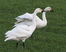 Cygne de Bewick