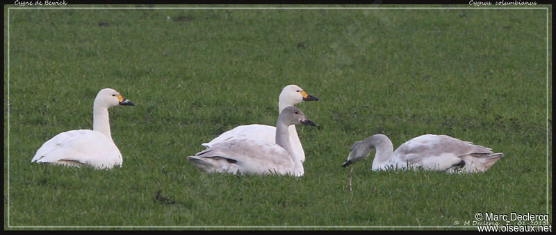 Cygne de Bewick, identification