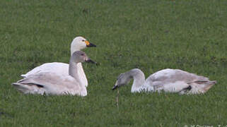 Cygne de Bewick