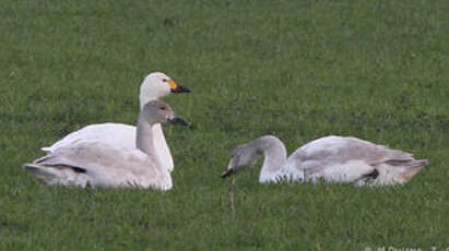 Cygne de Bewick