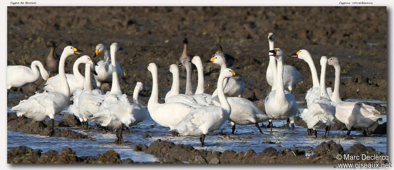 Cygne de Bewick, identification