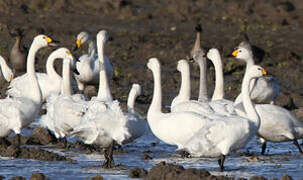 Cygne de Bewick