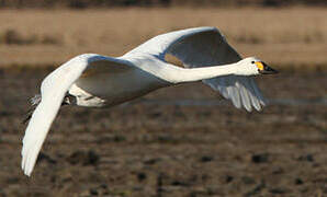 Tundra Swan