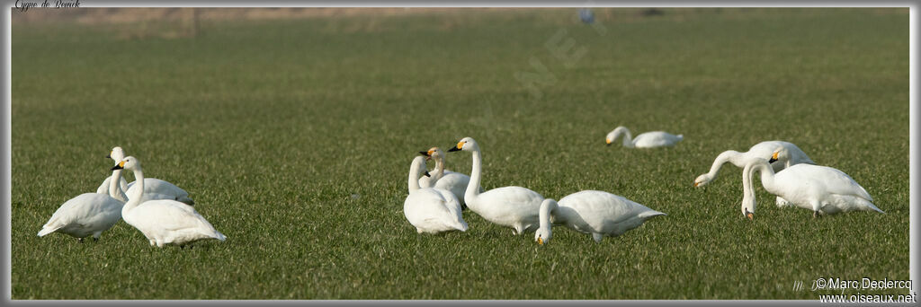 Cygne de Bewick